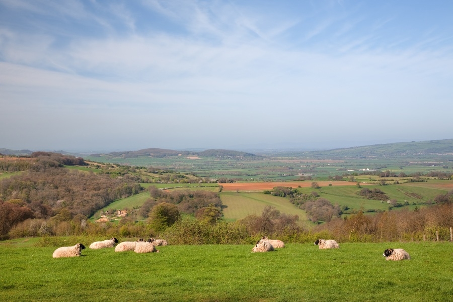 Sheep in Worcestershire